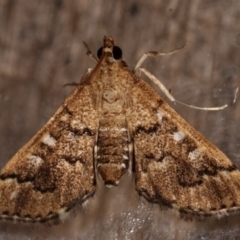 Nacoleia rhoeoalis at Melba, ACT - 10 Mar 2021