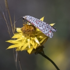 Utetheisa pulchelloides (Heliotrope Moth) at The Pinnacle - 15 Mar 2021 by AlisonMilton