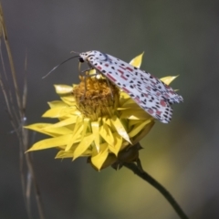 Utetheisa pulchelloides at Hawker, ACT - 15 Mar 2021