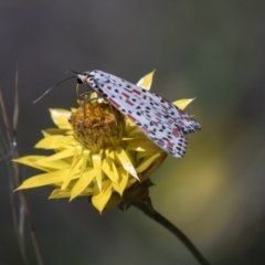 Utetheisa pulchelloides at Hawker, ACT - 15 Mar 2021