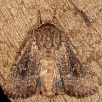 Dasygaster padockina (Tasmanian Cutworm) at Melba, ACT - 9 Mar 2021 by kasiaaus