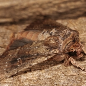 Dasygaster padockina at Melba, ACT - 10 Mar 2021