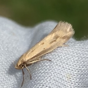 Corynotricha antipodella at Murrumbateman, NSW - 19 Mar 2021