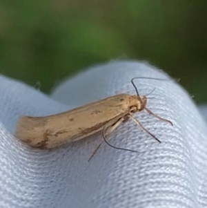 Corynotricha antipodella at Murrumbateman, NSW - 19 Mar 2021