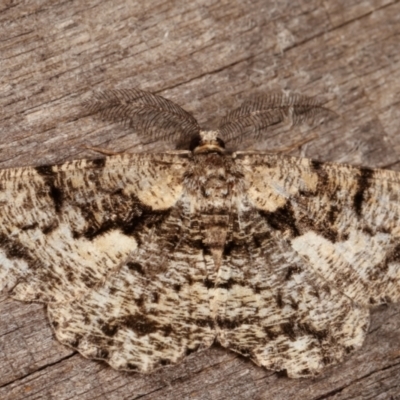 Unplaced externaria (Mahogany Bark Moth (formerly Hypomecis externaria)) at Melba, ACT - 9 Mar 2021 by kasiaaus