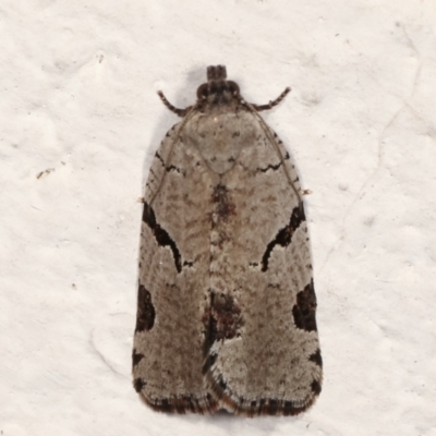 Meritastis pyrosemana (A Tortricid moth) at Melba, ACT - 9 Mar 2021 by kasiaaus