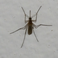 Culicidae (family) at Googong, NSW - 18 Mar 2021