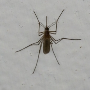 Culicidae (family) at Googong, NSW - 18 Mar 2021 02:39 PM