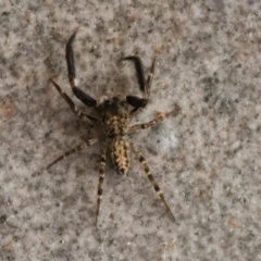 Unidentified Spider at Googong, NSW - 19 Mar 2021 by WHall