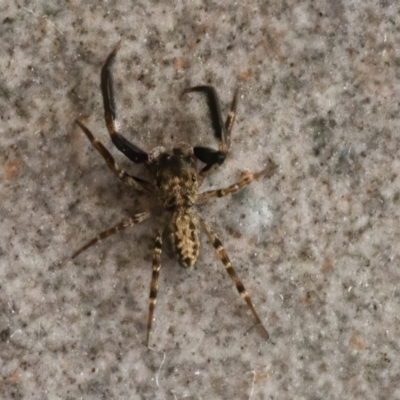 Unidentified Spider at Googong, NSW - 19 Mar 2021 by WHall