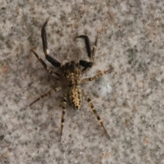 Unidentified Spider (Araneae) at Googong, NSW - 18 Mar 2021 by WHall