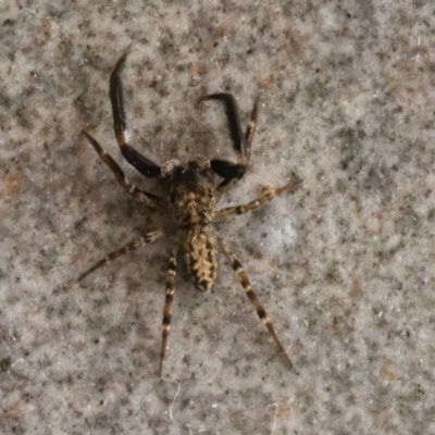 Unidentified Spider (Araneae) at Googong, NSW - 18 Mar 2021 by WHall
