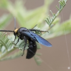 Scolia (Discolia) verticalis (Yellow-headed hairy flower wasp) at The Pinnacle - 15 Mar 2021 by AlisonMilton