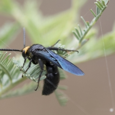 Scolia (Discolia) verticalis (Yellow-headed hairy flower wasp) at Holt, ACT - 15 Mar 2021 by AlisonMilton