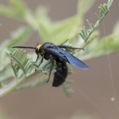 Scolia (Discolia) verticalis at Holt, ACT - 16 Mar 2021