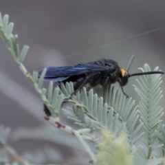 Scolia (Discolia) verticalis at Holt, ACT - 16 Mar 2021