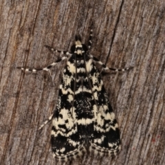 Scoparia exhibitalis (A Crambid moth) at Melba, ACT - 10 Mar 2021 by kasiaaus