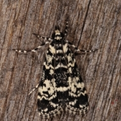 Scoparia exhibitalis (A Crambid moth) at Melba, ACT - 9 Mar 2021 by kasiaaus