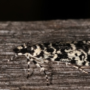 Scoparia exhibitalis at Melba, ACT - 10 Mar 2021 12:34 AM