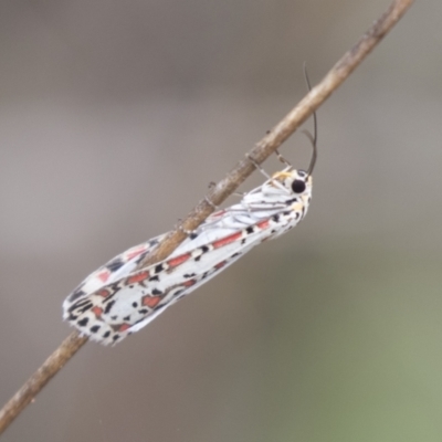 Utetheisa (genus) (A tiger moth) at Hawker, ACT - 16 Mar 2021 by AlisonMilton