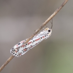 Utetheisa (genus) (A tiger moth) at The Pinnacle - 15 Mar 2021 by AlisonMilton