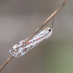 Utetheisa (genus) at Hawker, ACT - 16 Mar 2021 09:12 AM