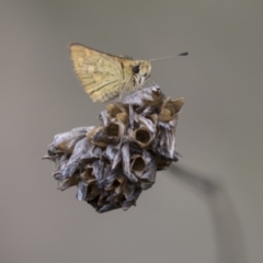 Ocybadistes walkeri (Green Grass-dart) at Hawker, ACT - 16 Mar 2021 by AlisonMilton