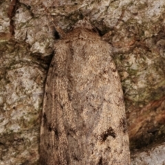 Proteuxoa capularis (Half-moon Noctuid) at Melba, ACT - 9 Mar 2021 by kasiaaus