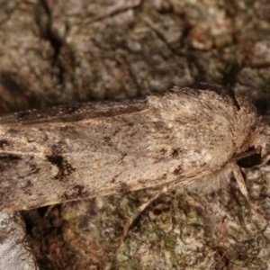 Proteuxoa capularis at Melba, ACT - 10 Mar 2021