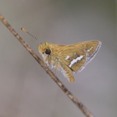 Taractrocera papyria (White-banded Grass-dart) at Hawker, ACT - 16 Mar 2021 by AlisonMilton