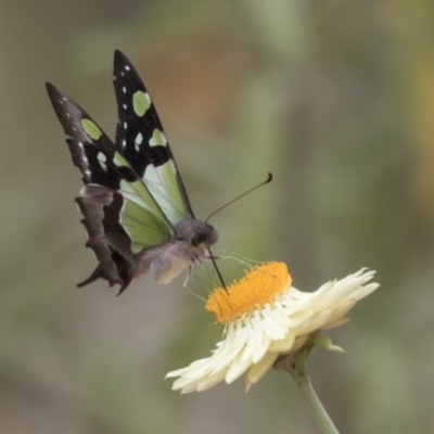 Graphium macleayanum (Macleay's Swallowtail) at Acton, ACT - 16 Mar 2021 by AlisonMilton