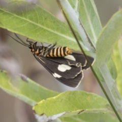 Nyctemera amicus (Senecio Moth, Magpie Moth, Cineraria Moth) at Acton, ACT - 16 Mar 2021 by AlisonMilton