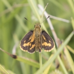 Ocybadistes walkeri (Green Grass-dart) at ANBG - 16 Mar 2021 by AlisonMilton