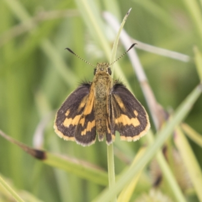 Ocybadistes walkeri (Green Grass-dart) at Acton, ACT - 16 Mar 2021 by AlisonMilton