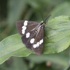 Nyctemera amicus (Senecio Moth, Magpie Moth, Cineraria Moth) at Acton, ACT - 16 Mar 2021 by AlisonMilton