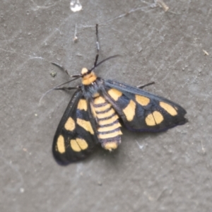 Amata (genus) at Acton, ACT - 16 Mar 2021 02:12 PM