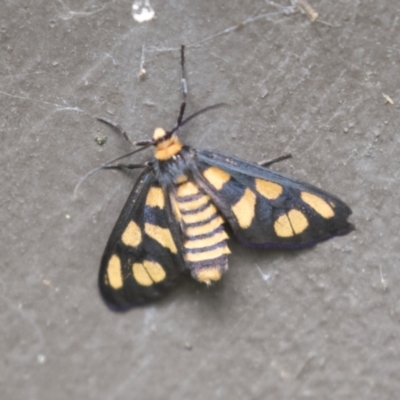 Amata (genus) (Handmaiden Moth) at Acton, ACT - 16 Mar 2021 by AlisonMilton