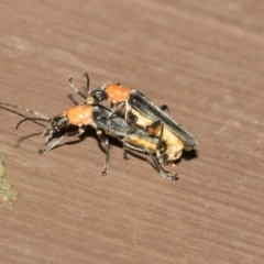 Chauliognathus tricolor (Tricolor soldier beetle) at ANBG - 16 Mar 2021 by AlisonMilton