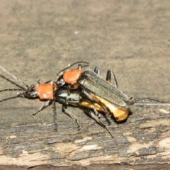 Chauliognathus tricolor at Acton, ACT - 16 Mar 2021