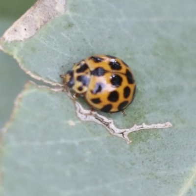 Harmonia conformis (Common Spotted Ladybird) at Higgins, ACT - 11 Jan 2021 by AlisonMilton