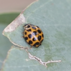 Harmonia conformis at Higgins, ACT - 12 Jan 2021 07:09 AM