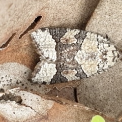 Meritastis lythrodana (A tortrix or leafroller moth) at Cook, ACT - 19 Mar 2021 by drakes