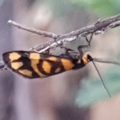 Asura lydia (Lydia Lichen Moth) at Holt, ACT - 18 Mar 2021 by drakes