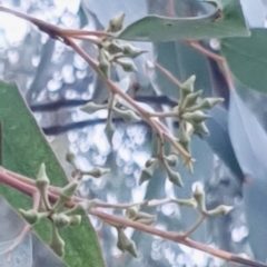 Eucalyptus macrorhyncha (Red Stringybark) at Cook, ACT - 19 Mar 2021 by drakes