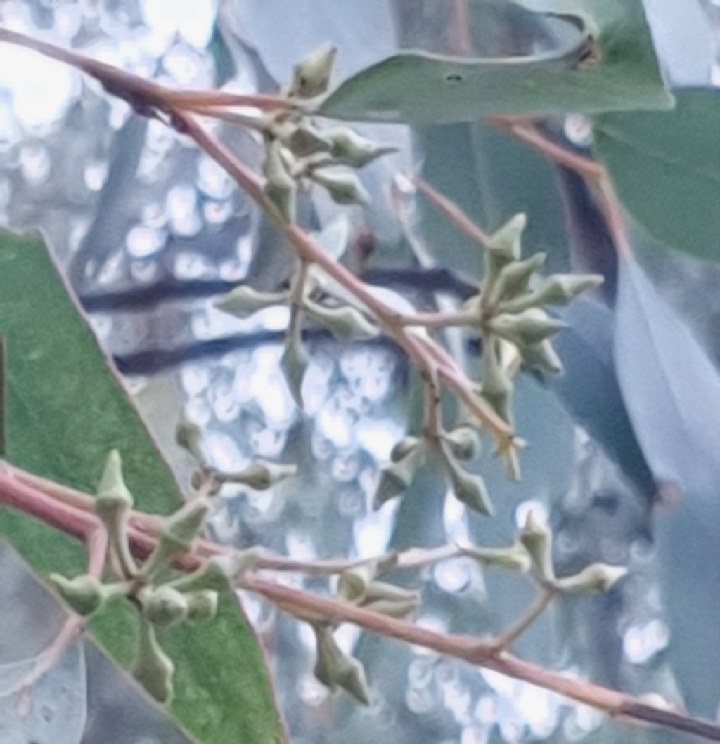Eucalyptus macrorhyncha at Cook, ACT - 19 Mar 2021