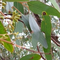 Eucalyptus macrorhyncha at Cook, ACT - 19 Mar 2021