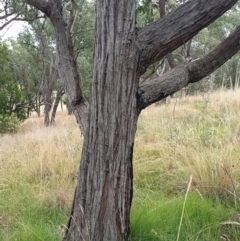 Eucalyptus macrorhyncha at Cook, ACT - 19 Mar 2021