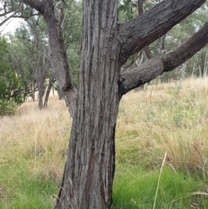 Eucalyptus macrorhyncha at Mount Painter - 19 Mar 2021