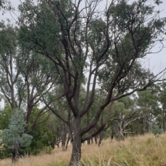 Eucalyptus macrorhyncha at Mount Painter - 19 Mar 2021