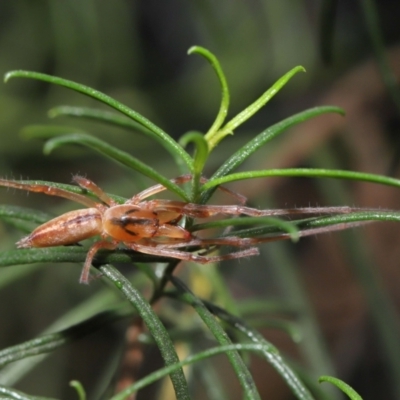 Cheiracanthium gracile (Slender sac spider) at ANBG - 19 Mar 2021 by TimL